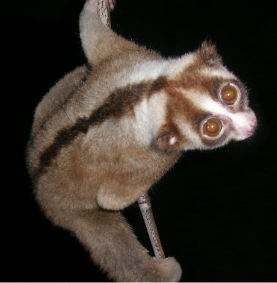 A Javan slow loris (Nycticebus javanicus). Photo by Dr. K.A.I. Nekaris licensed under CC BY-SA 4.0-3.0-2.5-2.0-1.0