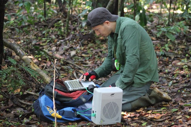 Researcher James Askew in the field collecting orangutan vocalizations. Image courtesy of James Askew.