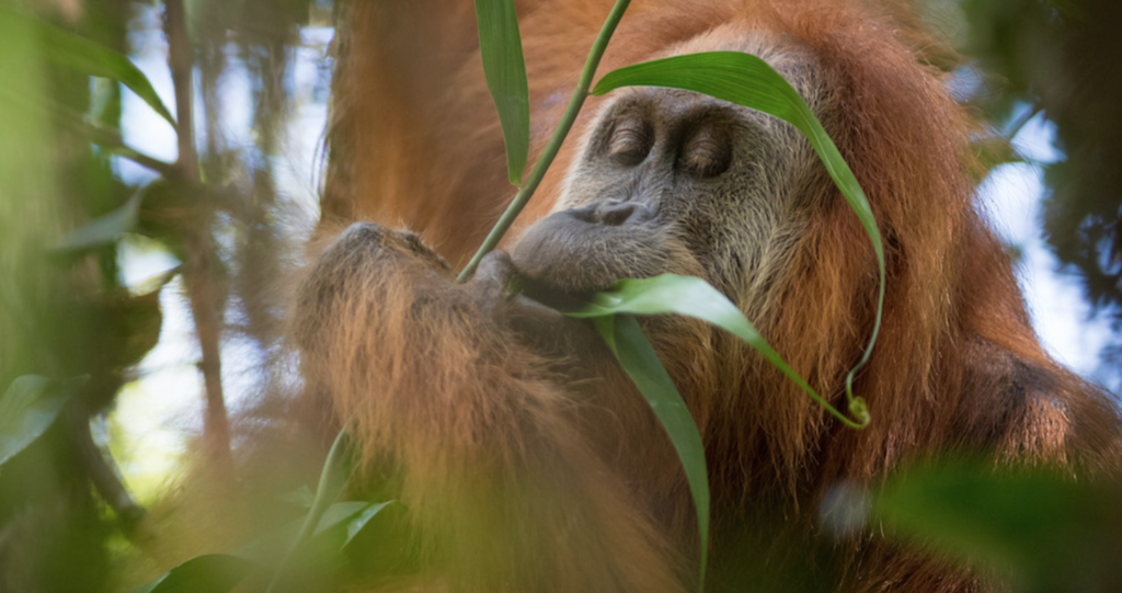 Mongabay.com: New Species of orangutan threatened from moment of its ...