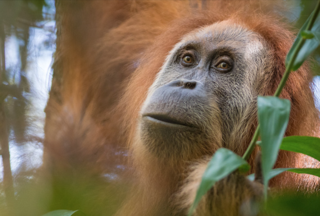 One of the roughly 800 Tapanuli orangutans known to exist. Image by Andrew Walmsley.