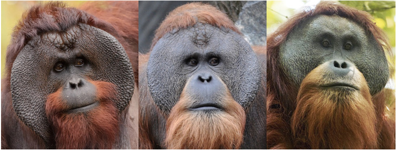 Bornean (left), Sumatran (middle) and Tapanuli (right) male orangutans. Image by Eric Kilby, Aiwok and Tim Laman via Wikimedia Commons (GFDL).