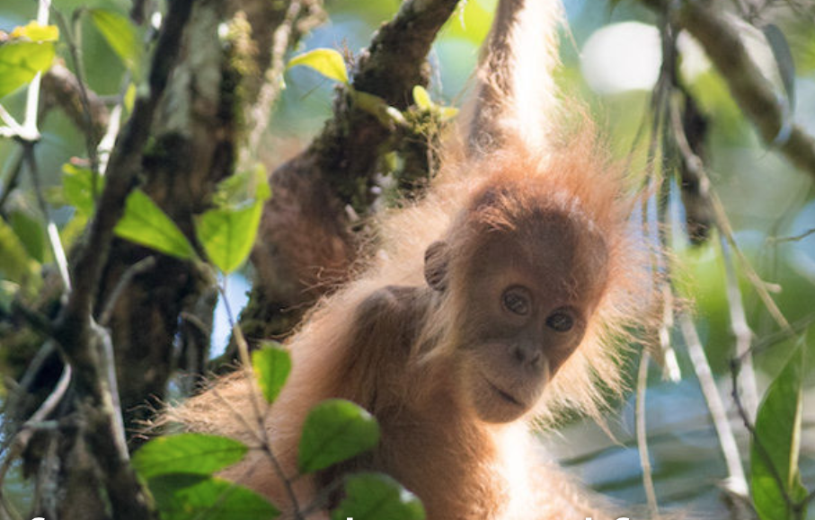 A juvenile Tapanuli orangutan, by Andrew Walmsley.