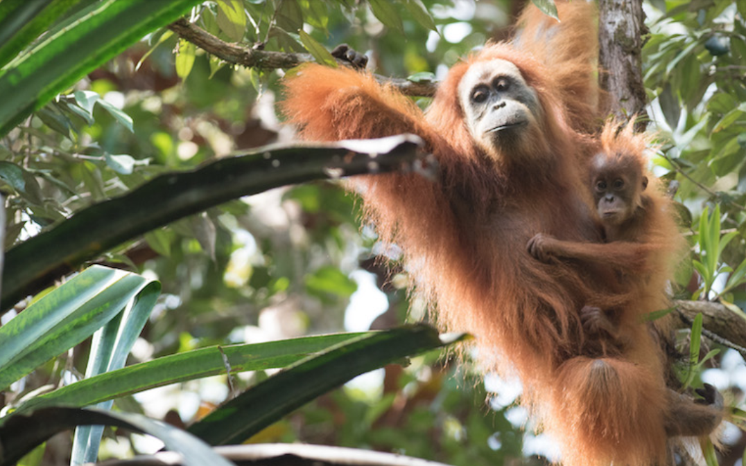 Female Tapanuli orangutans only have four or five infants in their lifetimes. Image by Andrew Walmsley.