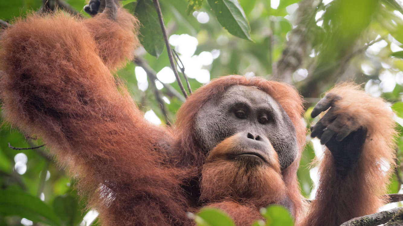 Researchers studying orangutan morphology found that Tapanuli orangutans are distinguished by their relatively small skulls and large canines. Image by Andrew Walmsley.