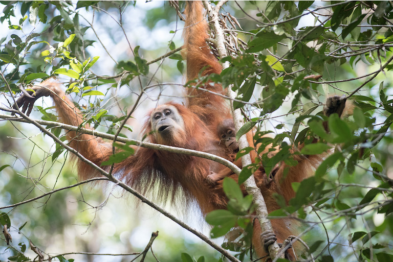 An orangutan photographed in the Batang Toru ecosystem. Scientists discovered that despite living on Sumatra island, these apes were in many ways genetically closer to orangutans across the sea in Borneo. Image by Andrew Walmsley.